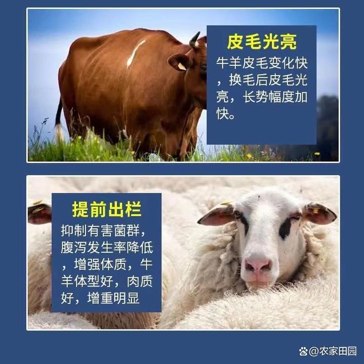 圣天兹25kg饲料级腐植酸钠:新疆高蛋白原料,畜牧水产通用兽用调肠净水